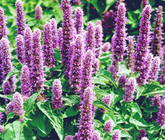 Agastache mexicana - Hissoopo Mexicano - Erva culinaria e medicinal - comprar online