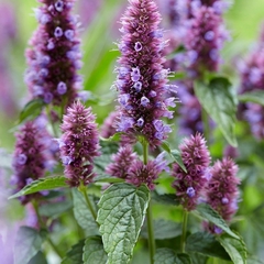 Agastache mexicana - Hissoopo Mexicano - Erva culinaria e medicinal na internet