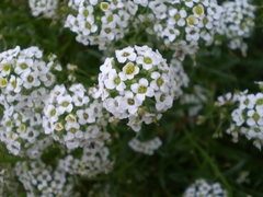 Alisso Branco - Flor De Mel 0 Alyssium