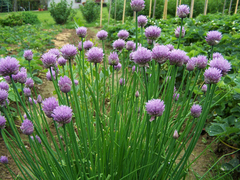 Cebolinha francesa - Ciboulette - Allium schoenoprasum - comprar online