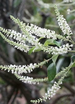 Mutre - Aloysia Virgata - Sweet Almond Verbena - Melifera