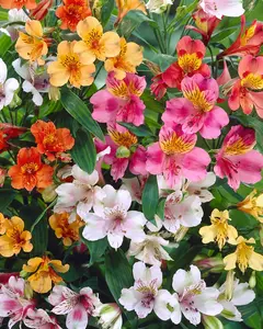 Alstroemeria - Flor na internet