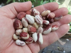 Amendoim da Bolivia