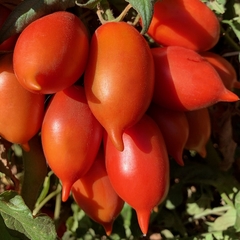 Tomate Amish Red - Plantas produtivas e fáceis de cultivar na internet