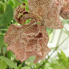 Aristolochia labiata - Aristolochia brasiliensis - Cipó Mil Homens - Jarrinha - Papo do Peru - Flor- Trepadeira - Sementes - comprar online