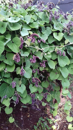 Aristolochia galeata - Aristolochia littoralis - Cipó Mil Homens - Flor- Trepadeira - Sementes - (cópia) na internet