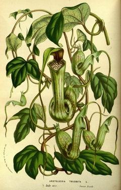 Calicó - Aristolochia trilobata - Calunga- Capa-de-homem - Contra-erva - Erva-de-urubú - Papo-de-perú - Jarrinha - mil homens. - comprar online