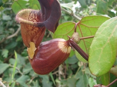 Calicó - Aristolochia trilobata - Calunga- Capa-de-homem - Contra-erva - Erva-de-urubú - Papo-de-perú - Jarrinha - mil homens. - loja online