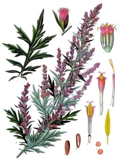 Artemisia vulgaris - comprar online