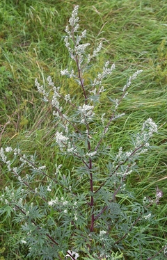 Artemisia vulgaris na internet