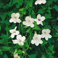 Asarina Branca - Flor - Trepadeira