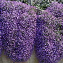 30 Sementes de Purple Rock Cress Cascade Blue - Agrião das Rochas - Aubrieta deltoides - Flor PANC