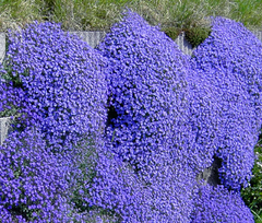 30 Sementes de Purple Rock Cress Cascade Blue - Agrião das Rochas - Aubrieta deltoides - Flor PANC - Plantamundo