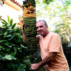 Banana Mil Dedos - Thousand Finger - Musa chilliocarpa - Mudas