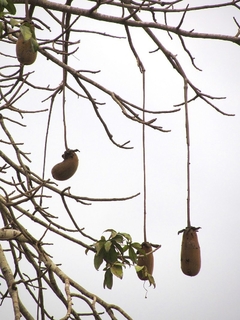 Baobá Africano - Adansonia digitata - Mudas na internet