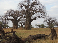 Baobá Africano - Adansonia digitata