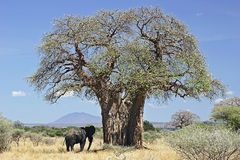 Baobá Africano - Adansonia digitata - Mudas - Plantamundo