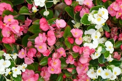 Begonia sempervirens - Wax Begoia - Flor