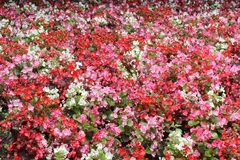 Begonia sempervirens - Wax Begoia - Flor - comprar online