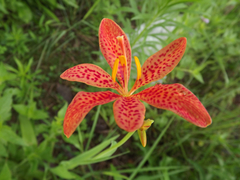 Tiger Lily - Lirio Leopardo - Iris domestica - Belamcanda chinesis - Blackberry Lily - Flor