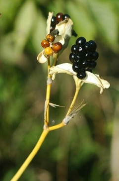 Tiger Lily - Lirio Leopardo - Iris domestica - Belamcanda chinesis - Blackberry Lily - Flor na internet
