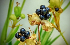 Tiger Lily - Lirio Leopardo - Iris domestica - Belamcanda chinesis - Blackberry Lily - Flor - comprar online