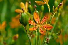 Tiger Lily - Lirio Leopardo - Iris domestica - Belamcanda chinesis - Blackberry Lily - Flor - Plantamundo