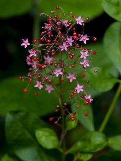 Beldroagão - Ginseng de Java - Jewels de Opar - Talinum paniculatum - PANC e medicinal