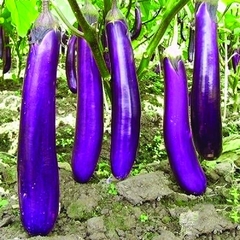 Berinjela Long Purple - Beringela Comprida Roxa - Solanum melongena