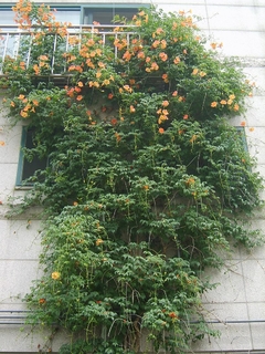 Trepadeira Trombeta - Trombeta Chinesa - Bignonia grandiflora - Flor - Trepadeira na internet