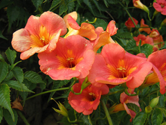 Trepadeira Trombeta - Trombeta Chinesa - Bignonia grandiflora - Flor - Trepadeira