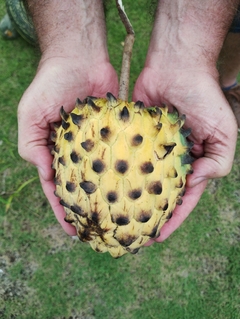 Biriba Gigante - Rollinia deliciosa - Rollinia mucosa - Fruta tropical