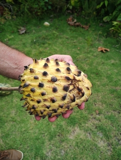 Biriba Gigante - Rollinia deliciosa - Rollinia mucosa - Fruta tropical - comprar online