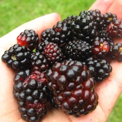 Blackberry -Amora Preta gigante - Rubus fruticosus