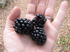 Blackberry -Amora Preta gigante - Rubus fruticosus - Plantamundo