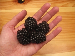Blackberry -Amora Preta gigante - Rubus fruticosus na internet