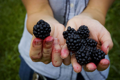 Blackberry -Amora Preta gigante - Rubus fruticosus - comprar online