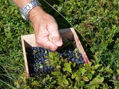 Blueberry - Mirtilo - Vaccinium myrtillus