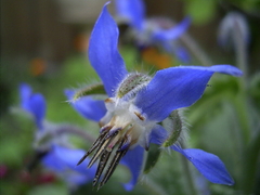 Borago Azul - Borragem - Borago officinalis - Flor Melifera, Comestível e medicinal