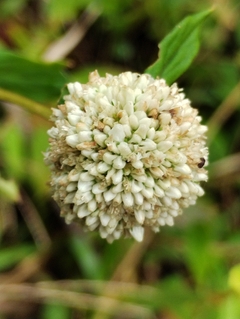 A Rainha Das Abelhas - Vassourinha de Botão - Borreria verticillata - Pasto apicola - Plantamundo