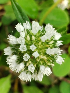 A Rainha Das Abelhas - Vassourinha de Botão - Borreria verticillata - Pasto apicola