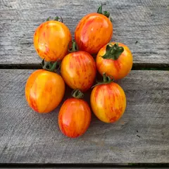Tomate Bumble Bee - Tomate Cereja - Cherry raro na internet
