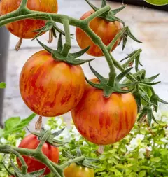 Tomate Bumble Bee - Tomate Cereja - Cherry raro - comprar online