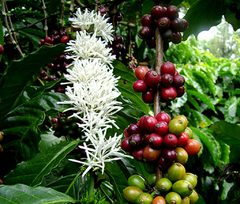 Café Arábica Resistente ao Calor - Café Tropical na internet