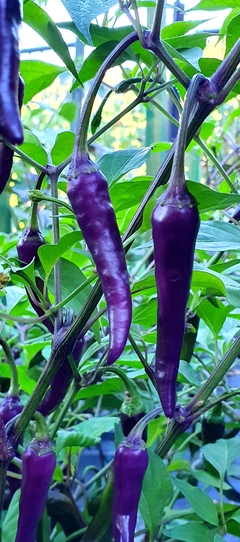 Pimenta Cayenne Purple - Caiena roxa