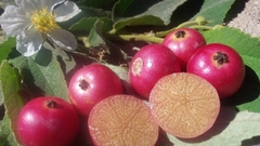 Cereja capulin - Cereja da Jamaica - Panamá Berry - Calabura - Muntingia calabura