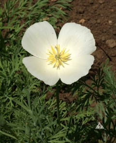 Papoulas da California Brancas - California Poppies White Linen - Flor - Plantamundo
