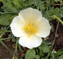 Papoulas da California Brancas - California Poppies White Linen - Flor - comprar online