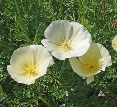 Papoulas da California Brancas - California Poppies White Linen - Flor