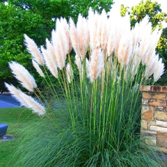 Capim dos Pampas - Cortaderia selloana